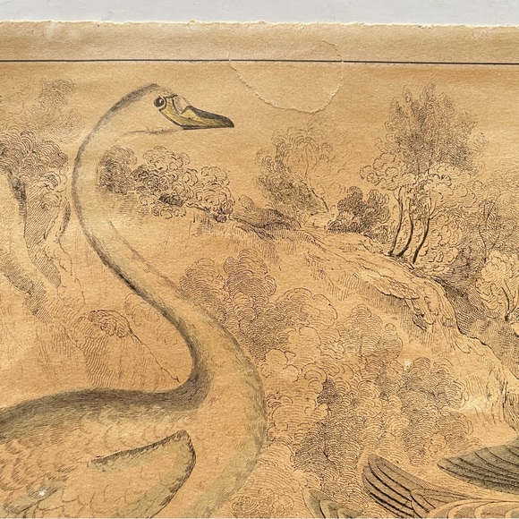 Antique Bird Illustrations - book plate etchings - Picture 13 of 15